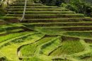 Jatiluwih Rice Terrace